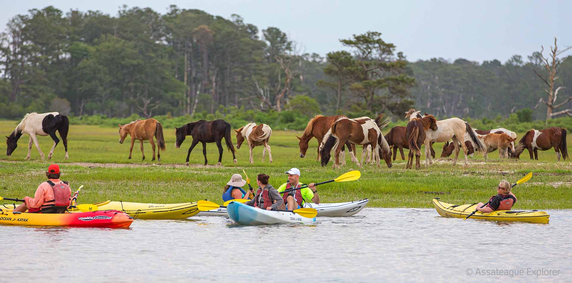 Assateague Island