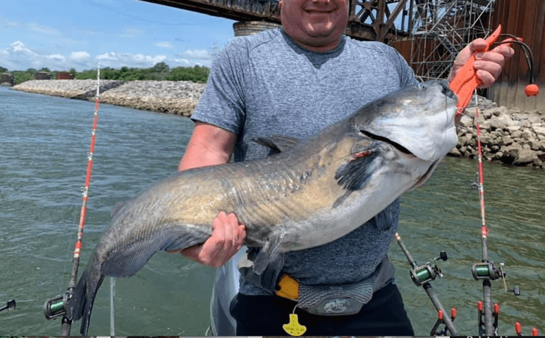 Catching Monster Catfish