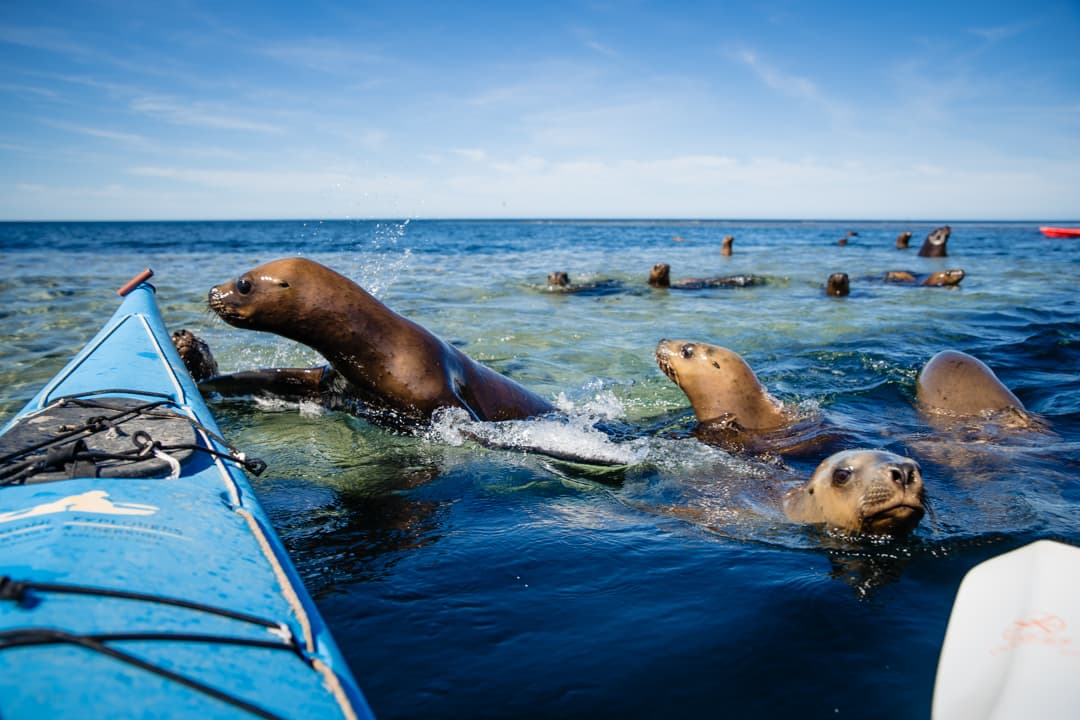 Do Sea Lions Attack kayaks? Let's Find Out