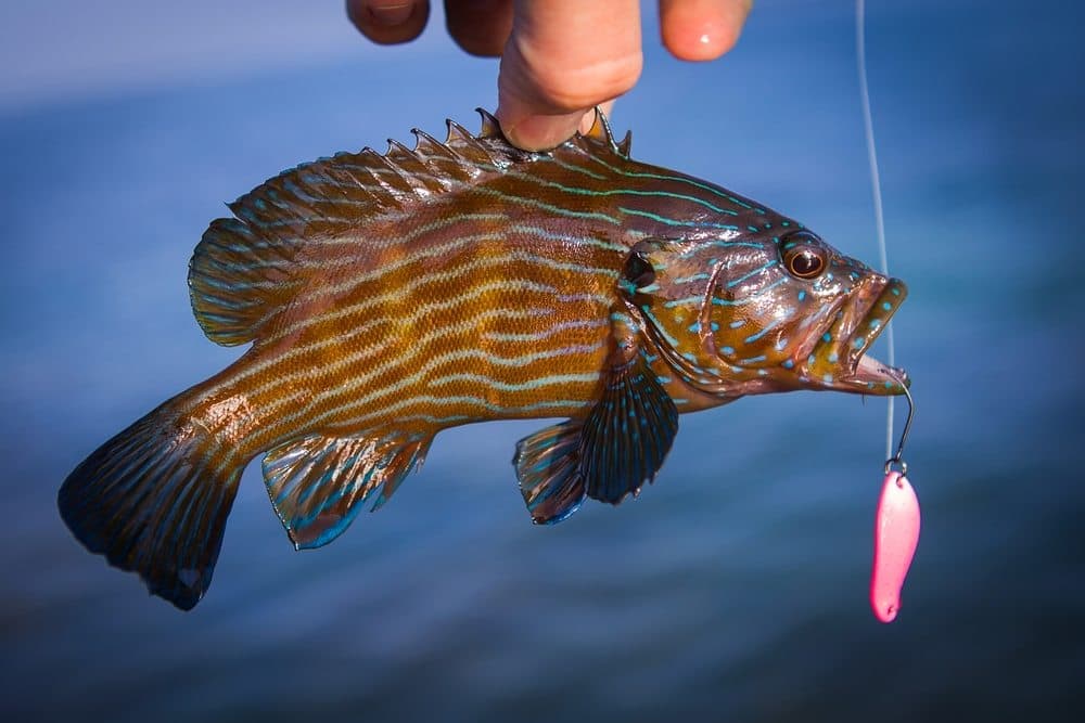 Result From a Fish Biting a Rusted Hook?