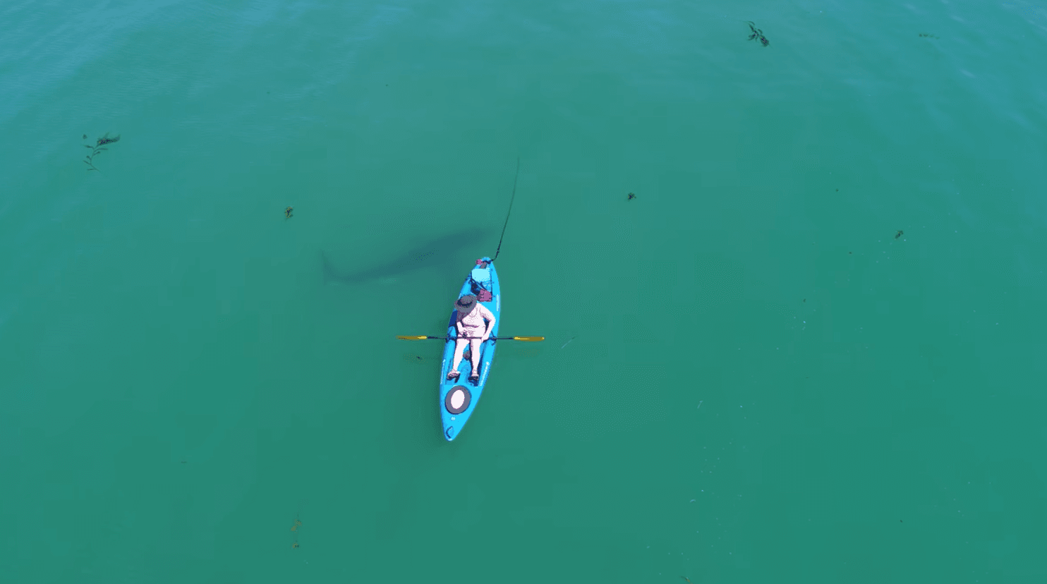 Will Sharks Attack a Kayak If It's in the Water?