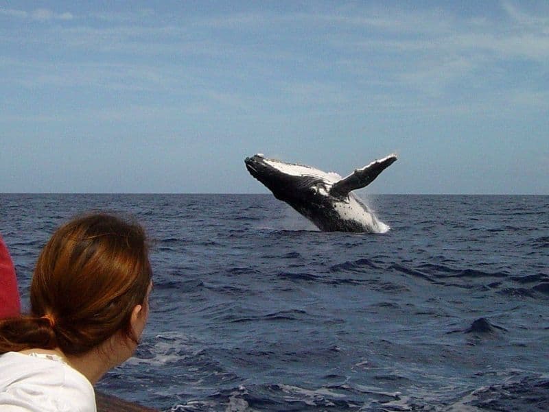 humpback whale close to a kayaker