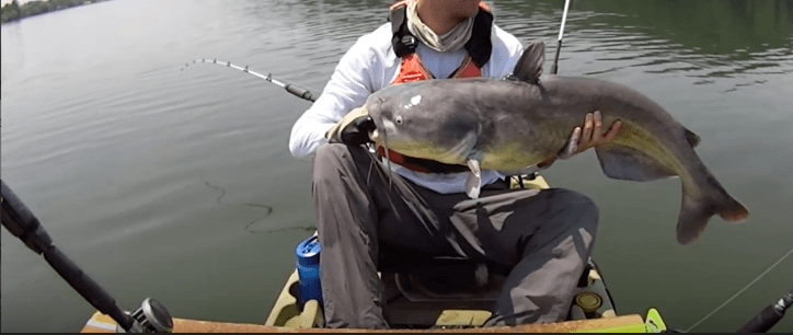 kayak catfish