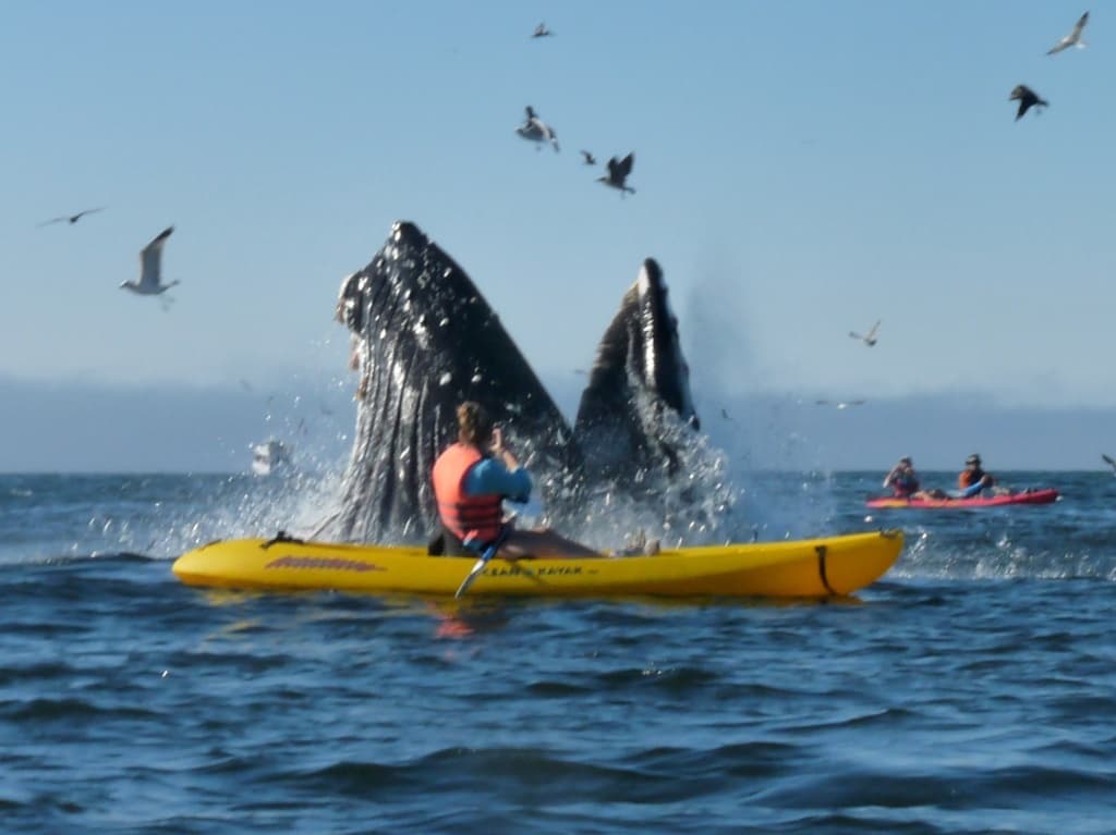 Julie McSorley Swallowed by Whale A Warning to Kayakers!