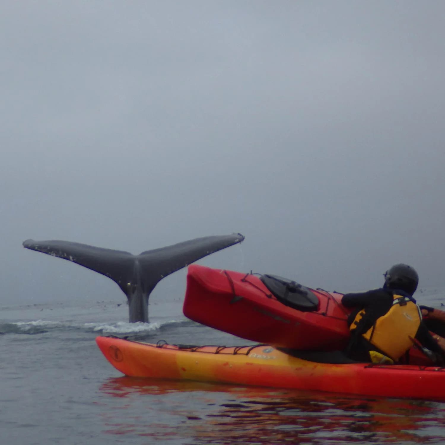 kayaker swallowed by whale