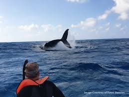 kayaker watching a  whale