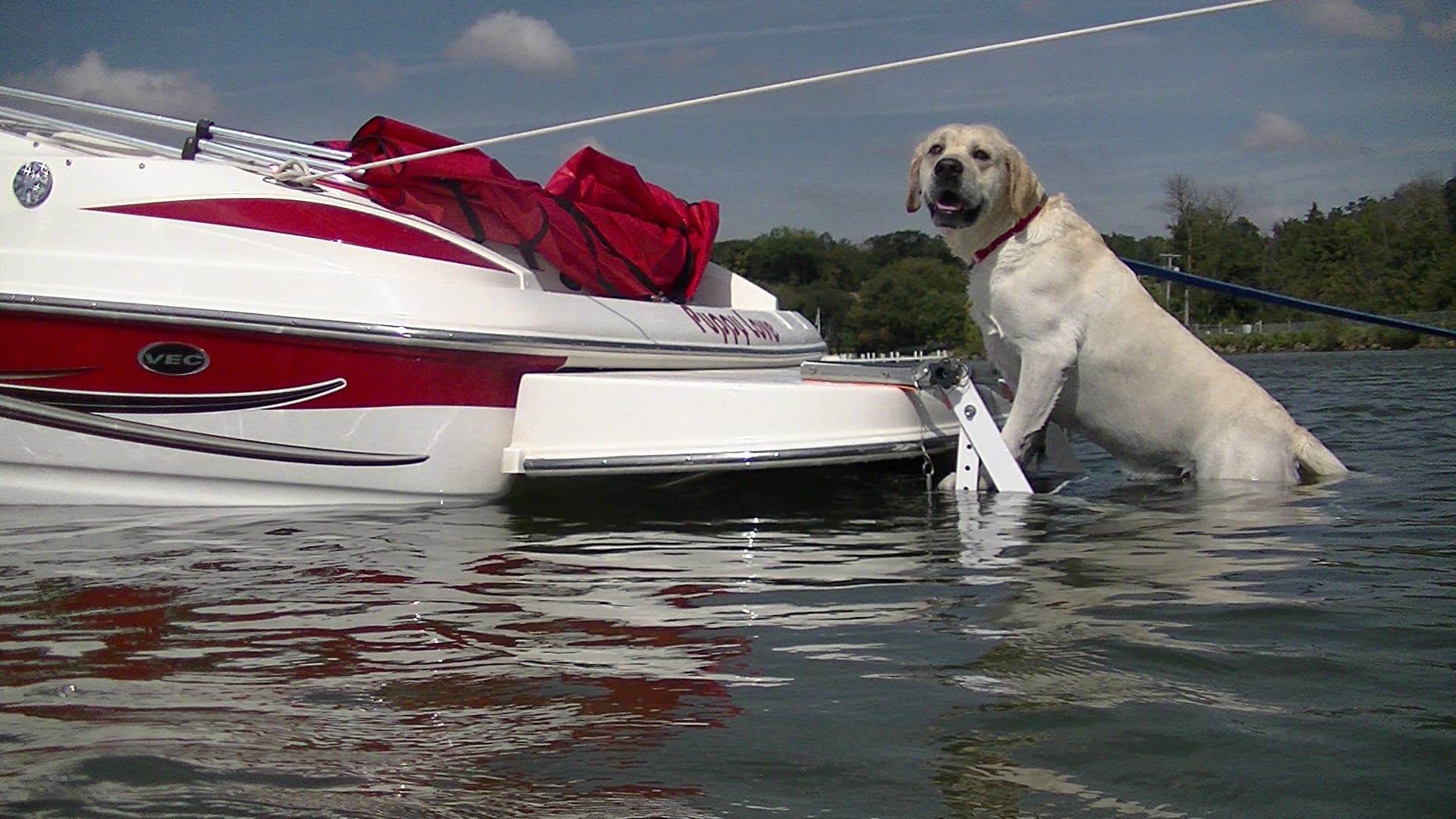 pet-loading-platform