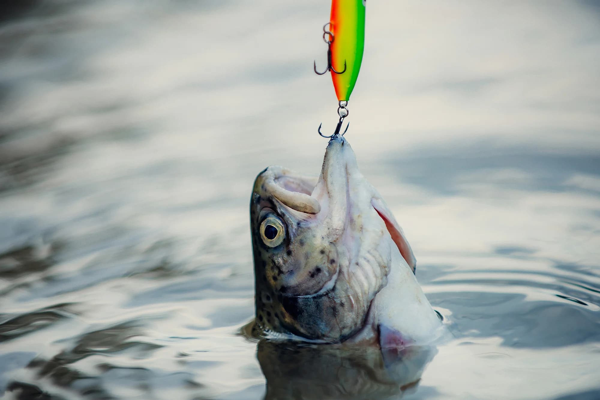 rusty fishing hook