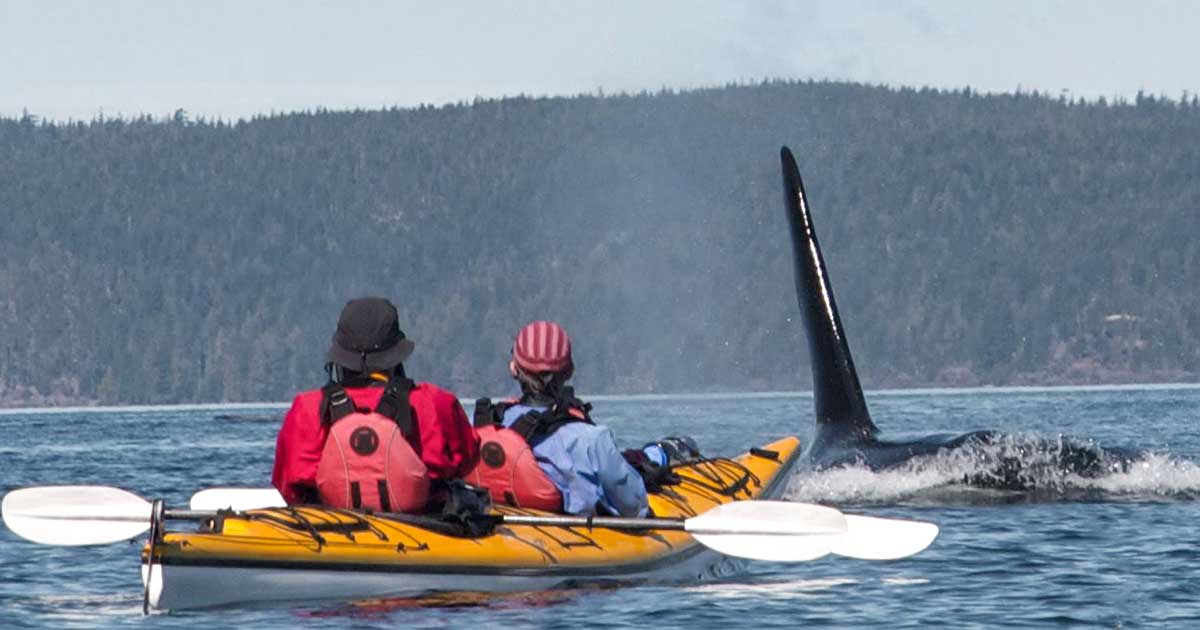 sea kayaker and a whale