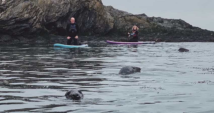 sea lions fishing 